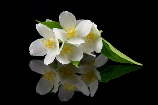 Fototapeta Jasminum. Jasmine flowers with reflection on black glass. Black background.