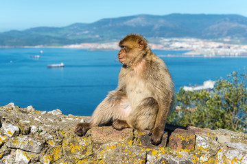 Naklejka premium Barbery Ape or Gibraltar monkey sitting on a wall at the top of The Rock of Gibraltar against a vivid scenic seascape