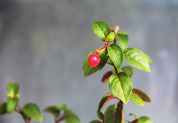 red bud of fuchsia against a dark background
