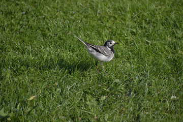 Motacilla alba. Motacilla on the grass of the garden.