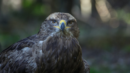 Fototapeta premium Lesser Spotted Eagle