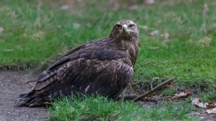 Lesser Spotted Eagle