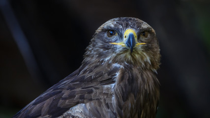 Lesser Spotted Eagle