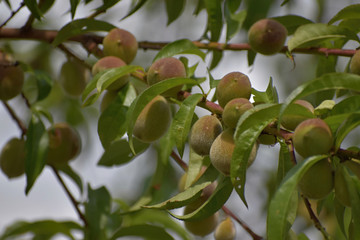 Prunus persica. Small fruits ripening peaches on branches.