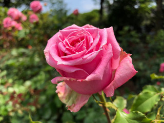 バラの花（オーギュスト・ルノアール）