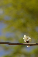 梅の花（Ume ）