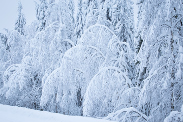 Heavy snow landscape from Sotkamo, Finland.