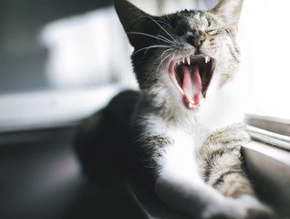 Yawning cat