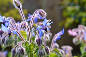A close-up jmage of colourful Borage flowers.