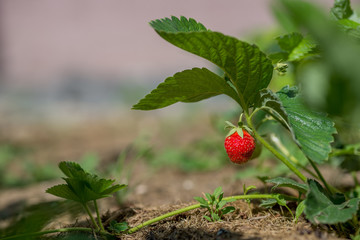 Growing red strawberry