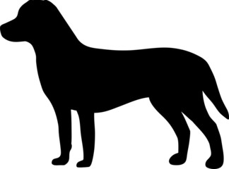 Chesapeak Bay Retriever Dog