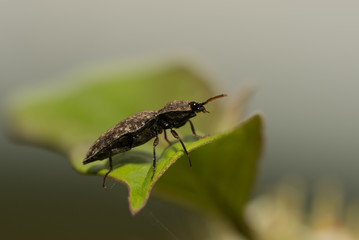 Mausgrauer Schnellkäfer sitzt auf einem Blatt