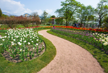 Fototapeta premium PALLANZA, ITALY APRIL, 25, 2018 - Beautiful various kinds of tulips in the botanical garden of Villa Taranto in Pallanza, Verbania, Italy.
