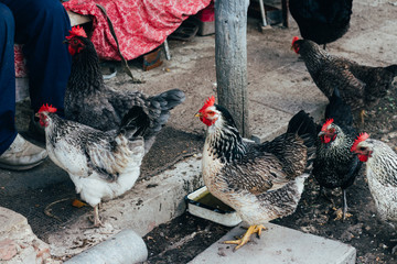 Hen feeding. man are fed from hands a black chicken with a red comb.