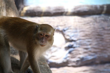 The monkey is at the temple of Thailand.