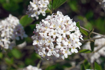 Mohawk viburnum (Viburnum x Burkwoodii Mohawk). One of hybrids between Viburnum carlesii and Viburnum utile.