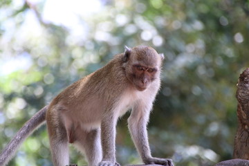 Naklejka na ściany i meble The monkey is at the temple of Thailand.