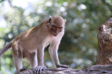 The monkey is at the temple of Thailand.