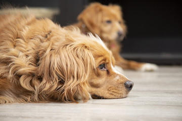 Profilo in primo piano di un bellissimo cane dal pelo lungo