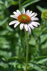 Obraz premium Pink coneflower