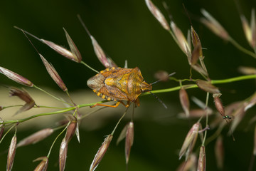 Larve einer Purpurfruchtwanze