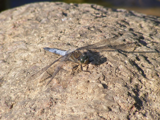 Nature in closeup. The four-spotted chaser (Libellula quadrimaculata) in Latvia nature. Microshoot turism tour to ecological nature in summer time.