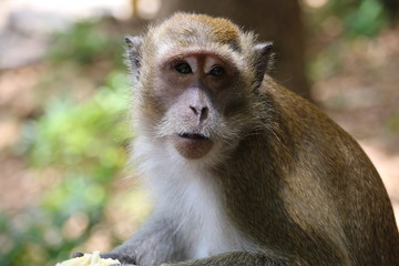 The monkey is at the temple of Thailand.