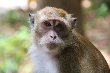 The monkey is at the temple of Thailand.