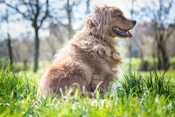Cane dal pelo lungo e chiaro seduto in mezzo a un prato fiorito