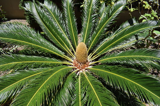 Cicas revoluta en dia soleado