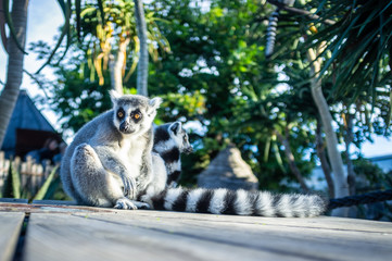 Ring tailed lemur sitting on wooden floor - low angle shot