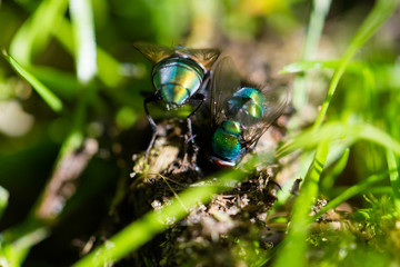 Flies sitting on pile of dung