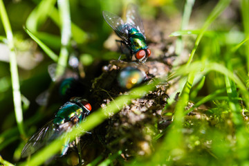 Flies sitting on pile of dung