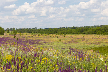 Meadow with wild purple salvia flowers. Summer landscape