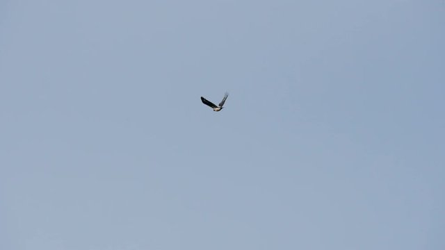 black and white bird flies against boundless blue sky
