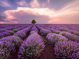 Landscape of lavender field and lonely tree