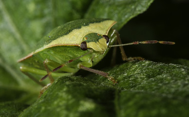 Souther green shield bug
