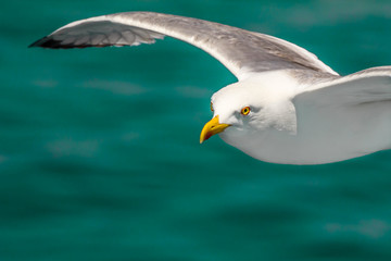 European herring gull, seagull, Larus argentatus flying in the summer along the shores of Aegean sea near Athens, Greece