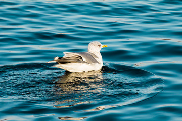 A seagull swimming in deep blue lake water. European herring gulls, seagulls, Larus argentatus