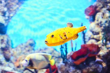 Obraz premium Beautiful Sea World. Sea fish at depth.
