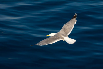 European herring gull, seagull, Larus argentatus flying in the summer along the shores of Aegean sea near Athens, Greece
