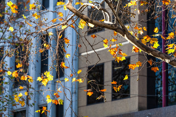 Yellow autumn maple leafs closeup in Downtown Melbourne, Australia