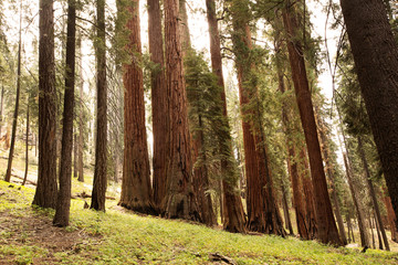 Sunset in Sequoia national park in California, USA