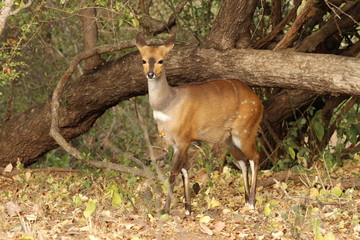 bushbuck in South Africa