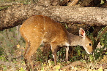 Fototapeta premium bushbuck in South Africa