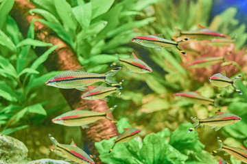 Beautiful Sea World. Sea fish at depth.