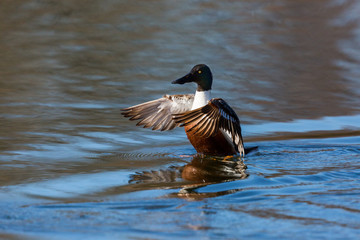male northern shoveler duck (anas clypeata) in water, spread wings
