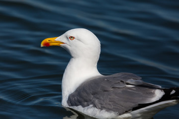 Fototapeta na wymiar side view portrait natural yellow-legged gull (larus michahellis) in blue water