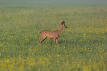 young roebuck standing in dandelion field, grass, morning light
