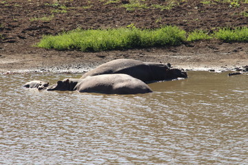 Fototapeta premium Hippo in water